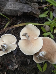 Clitopilus