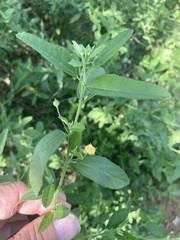 Sida rhombifolia