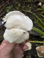 Clitopilus