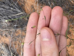 Podolepis capillaris