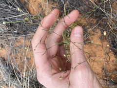 Podolepis capillaris