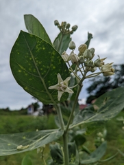 Calotropis gigantea