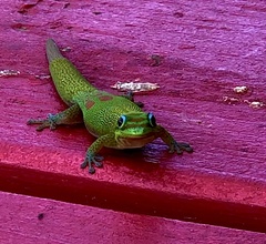 Phelsuma laticauda laticauda