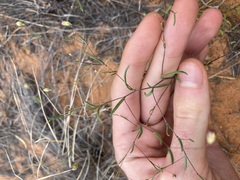 Podolepis capillaris