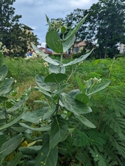 Calotropis gigantea