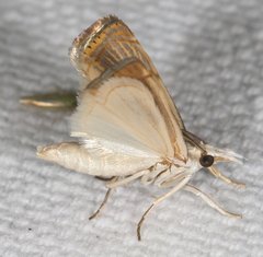 Parapediasia decorellus