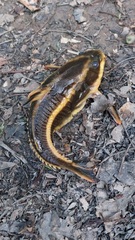 Platydoras