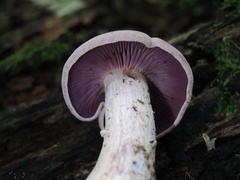 Laccaria ochropurpurea