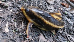 Platydoras