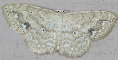Scopula compensata