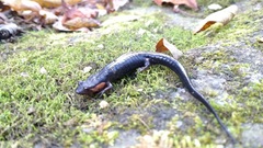 Desmognathus imitator