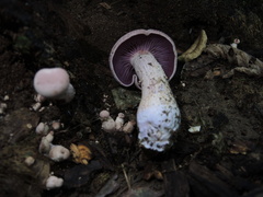 Laccaria ochropurpurea