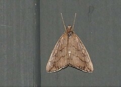 Evergestis pallidata