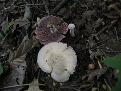 Laccaria ochropurpurea