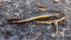 Platydoras