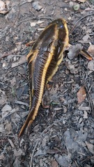 Platydoras