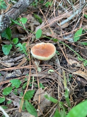 Gyroporus castaneus