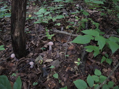 Laccaria ochropurpurea