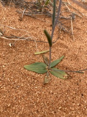 Podolepis capillaris