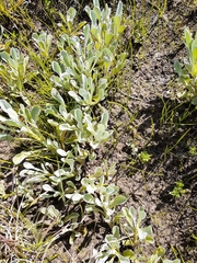 Chrysocephalum apiculatum