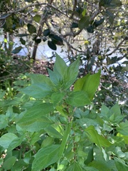 Parietaria judaica