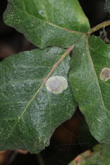 Cameraria guttifinitella