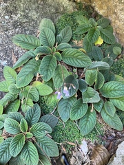 Oreocharis benthamii