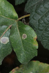 Cameraria guttifinitella