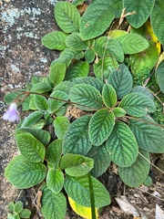 Oreocharis benthamii