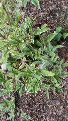 Bituminaria bituminosa