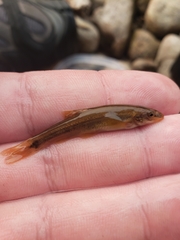 Rhinichthys cataractae