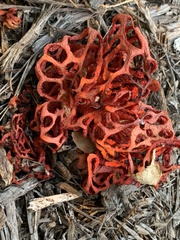 Clathrus ruber