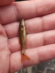 Rhinichthys cataractae