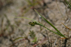 Carex garberi