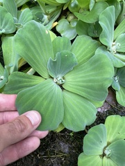 Pistia stratiotes