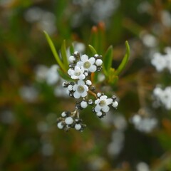 Logania linifolia