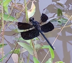 Erythrodiplax funerea