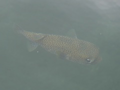 Diodon hystrix