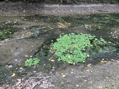 Pistia stratiotes