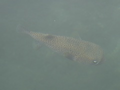 Diodon hystrix