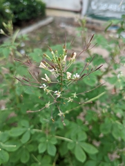 Cleome gynandra