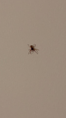 Trachelas tranquillus