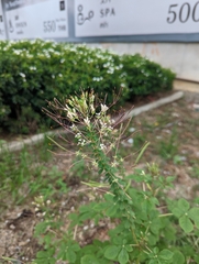 Cleome gynandra