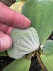 Pistia stratiotes