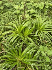 Eryngium proteiflorum