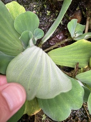 Pistia stratiotes
