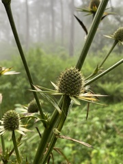 Eryngium proteiflorum