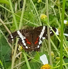 Anartia fatima