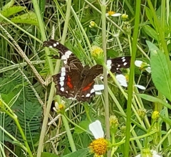 Anartia fatima