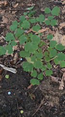 Thalictrum dioicum